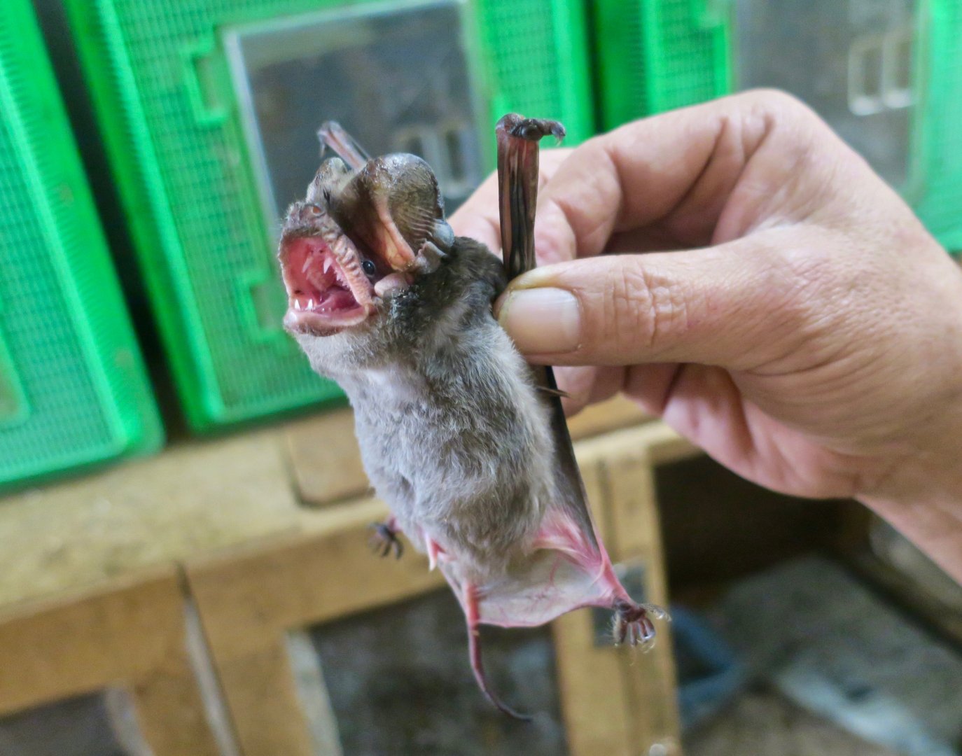 East Asian Free-Tailed Bat (Tadarida insignis)
