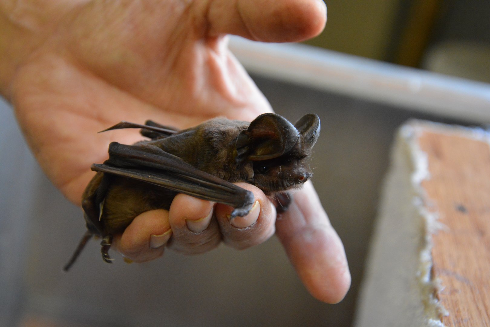 East Asian free-tailed bat (Tadarida insignis)