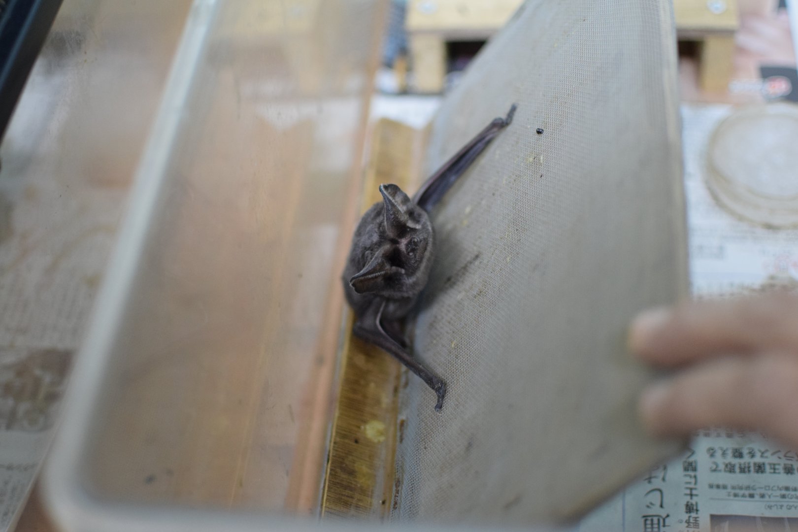 East Asian free-tailed bat