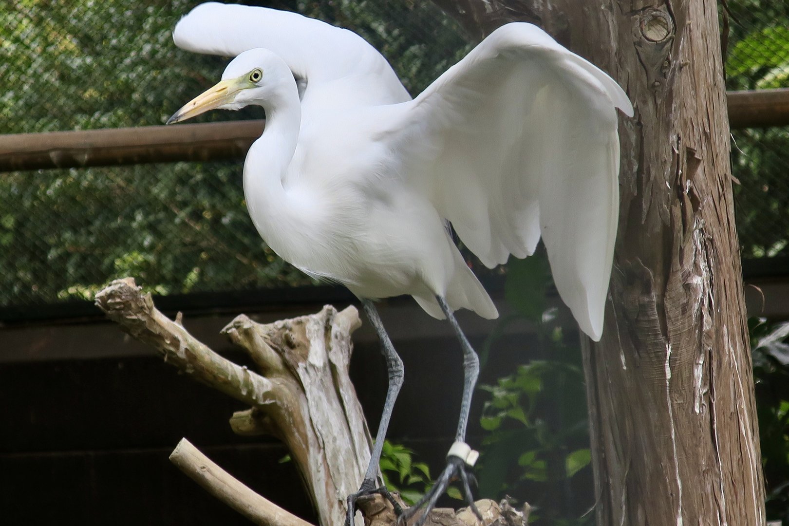 East Asian Intermediate Egret (Ardea intermedia intermedia)