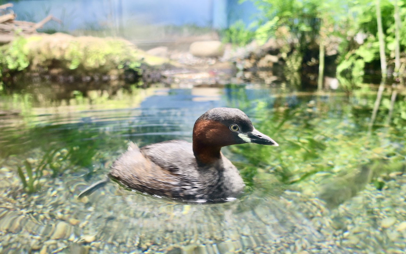 East Asian Little Grebe (Tachybaptus ruficollis poggei)
