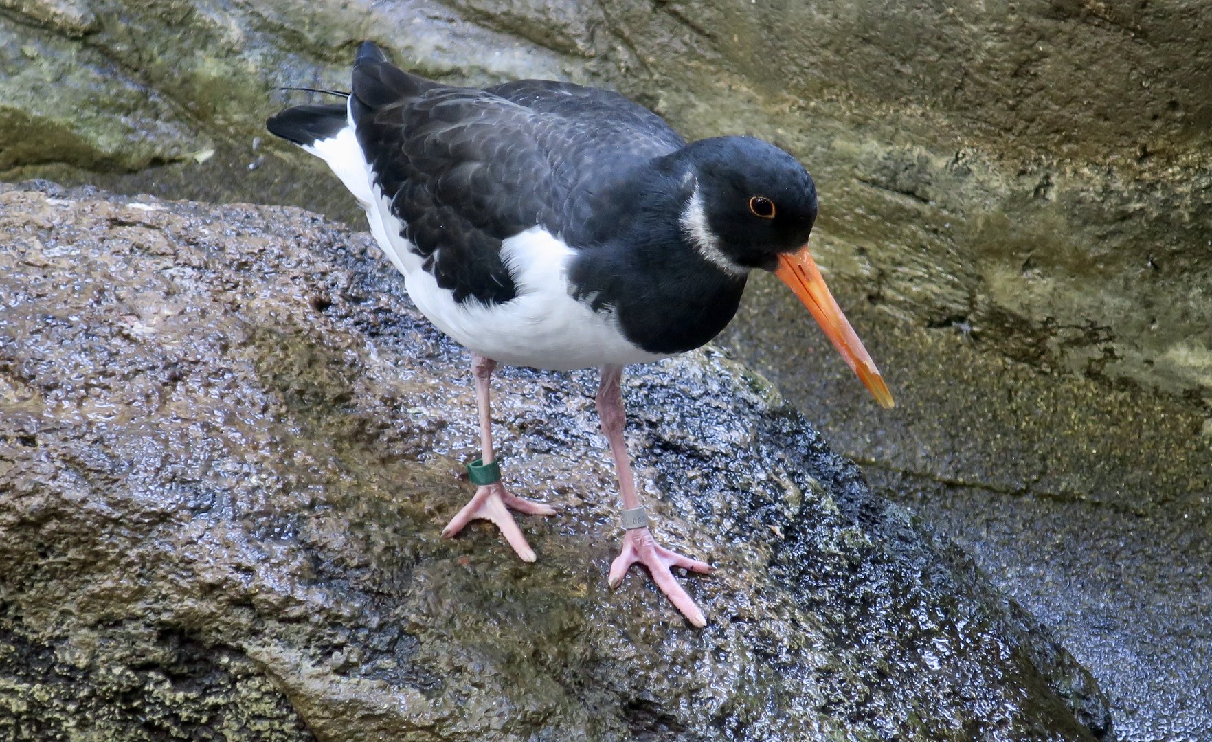 East Asian Oystercatcher (Haematopus ostralegus osculans)