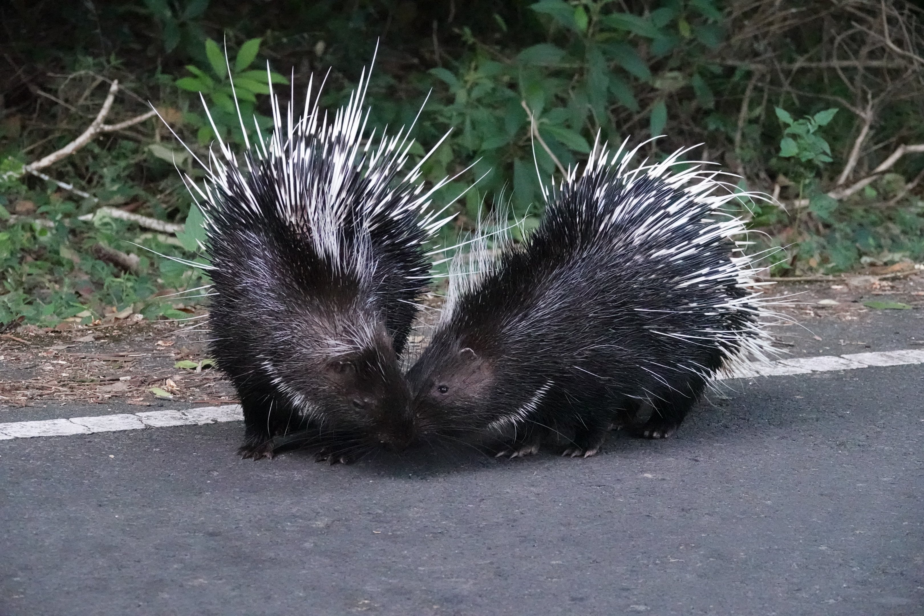 East Asian Porcupines