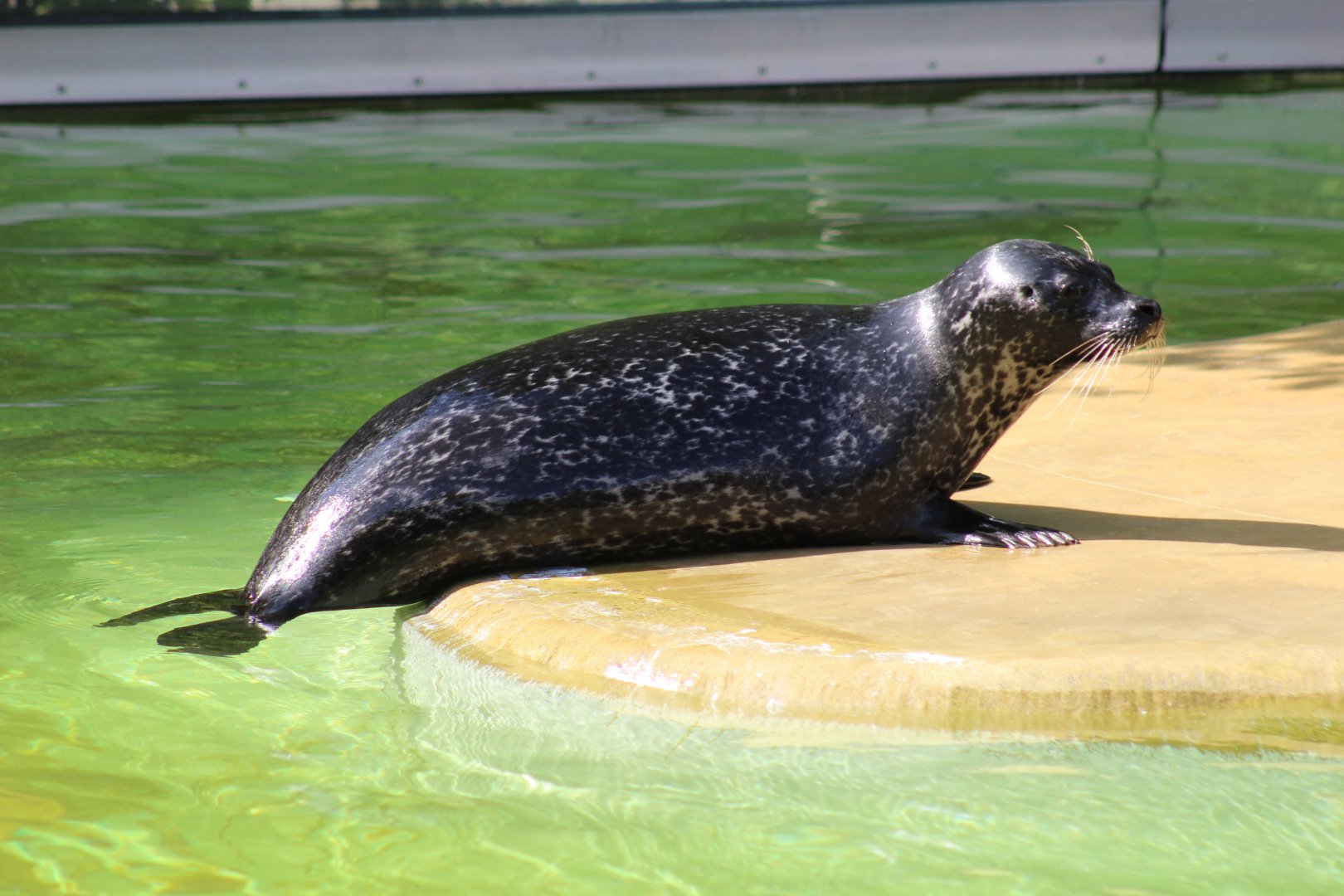 East Atlantic Harbor Seal