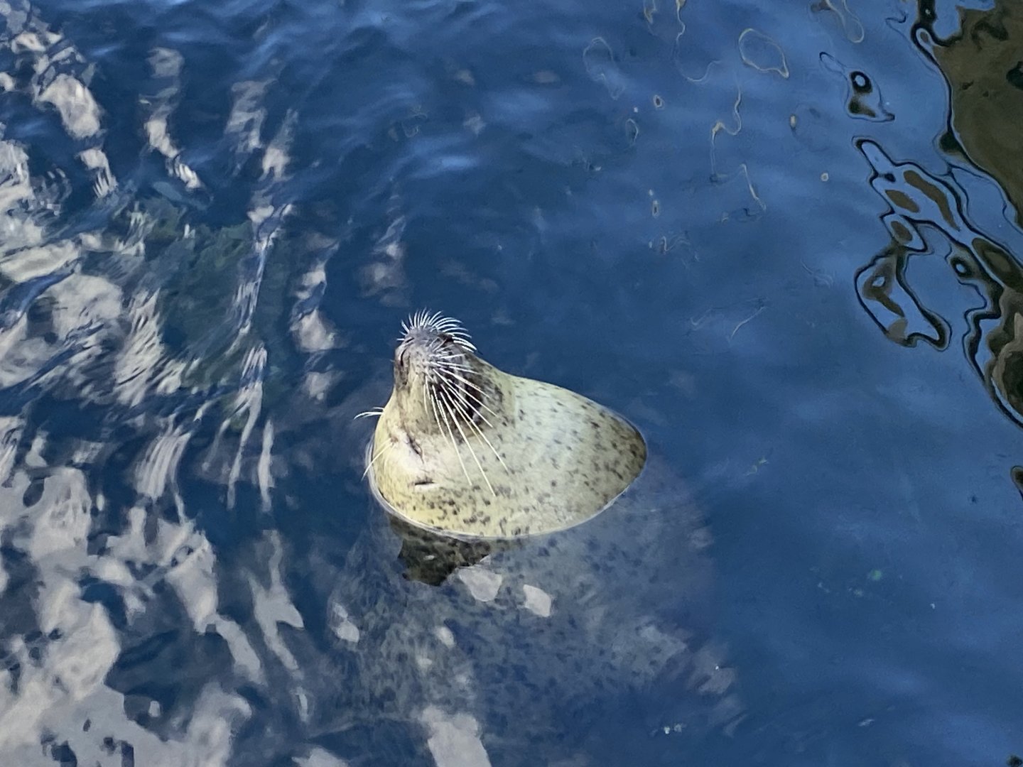 East Atlantic harbour seal 060125