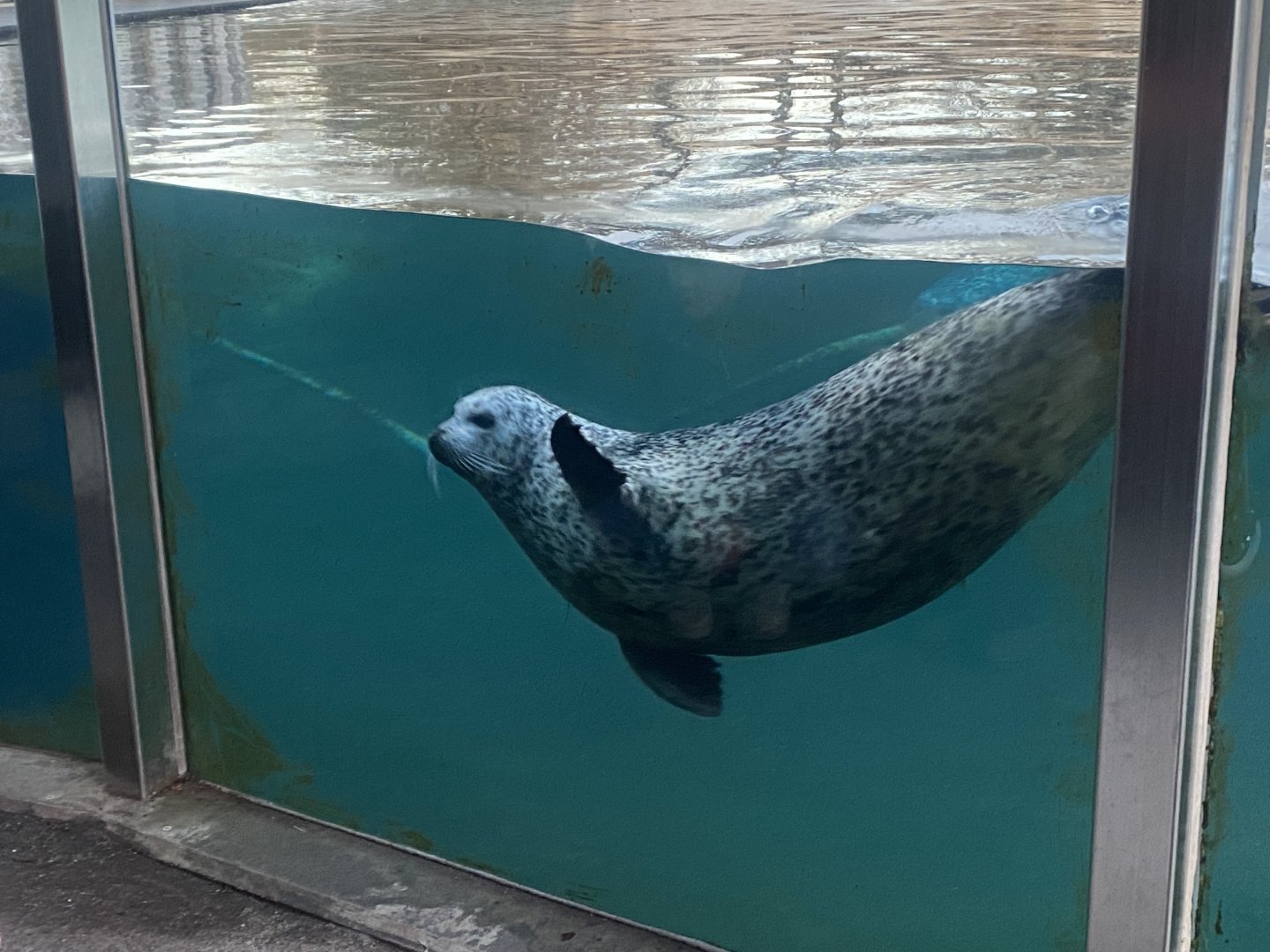 East Atlantic harbour seal 261124