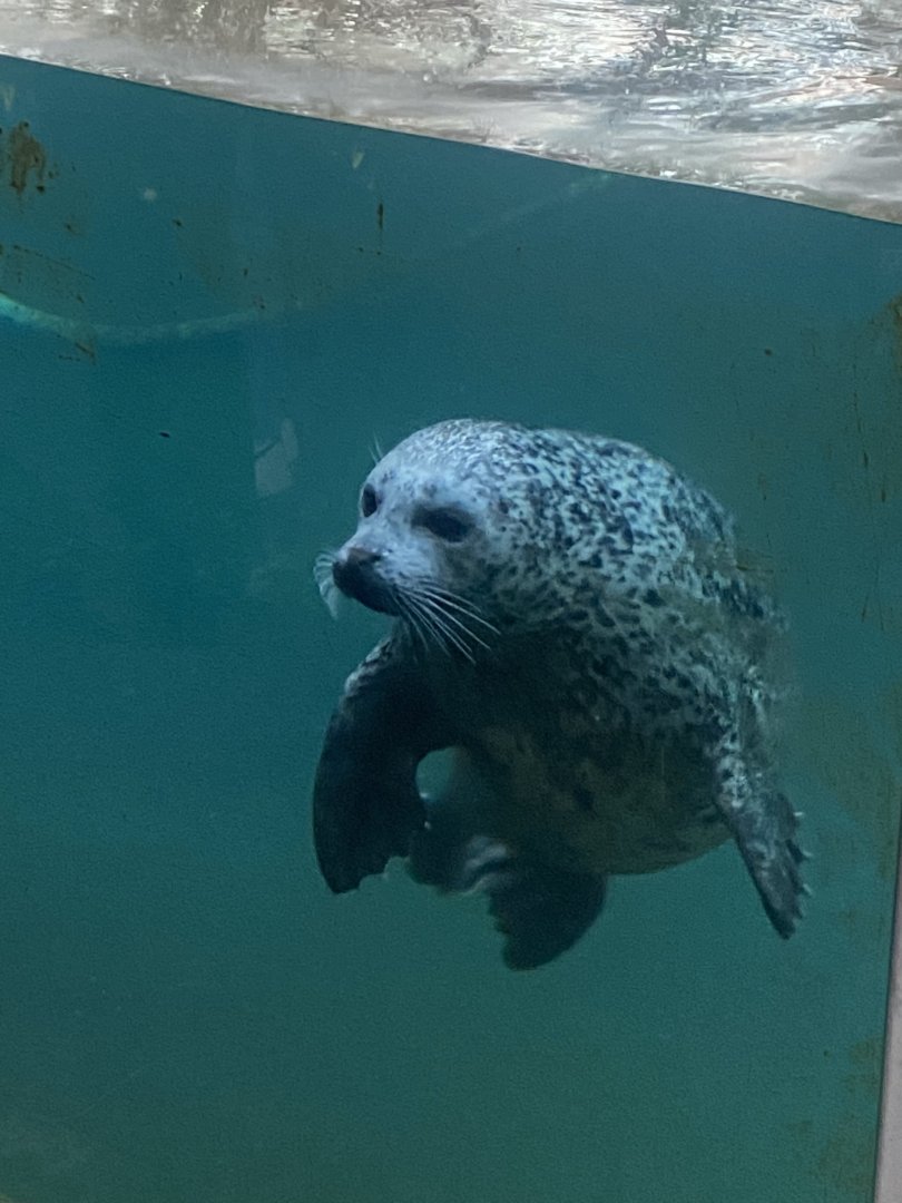 East Atlantic harbour seal 261124