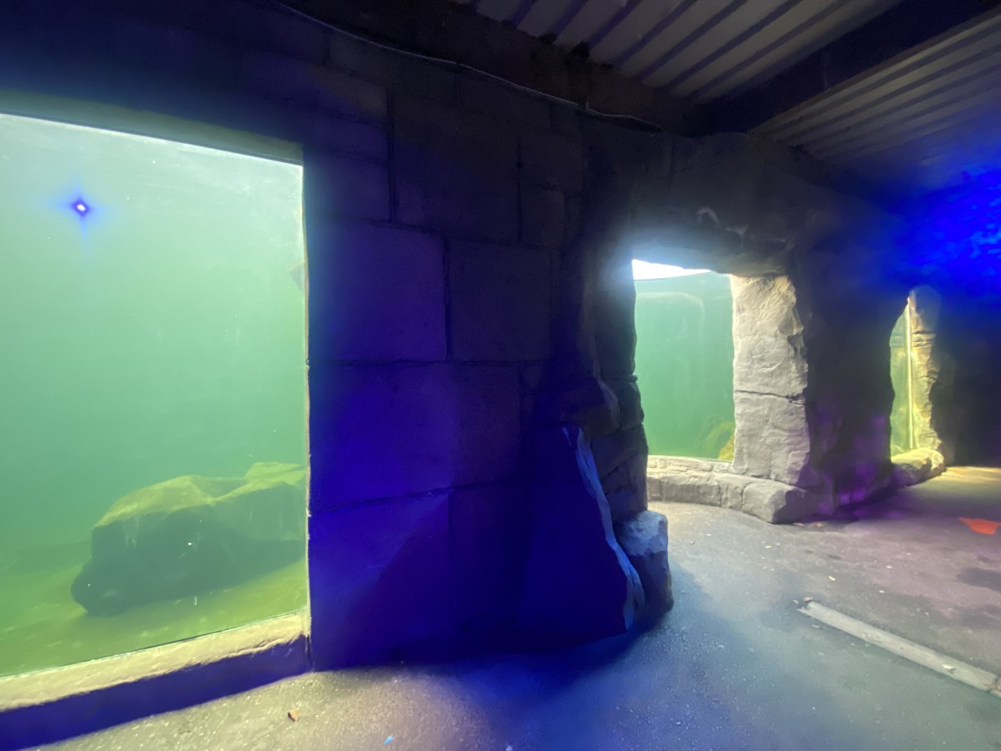 East Atlantic harbour seal exhibit 060125