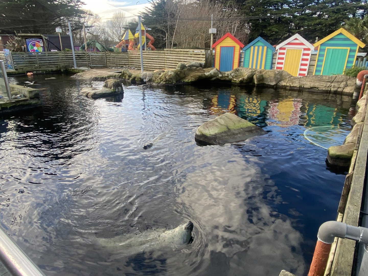 East Atlantic harbour seal exhibit 060125