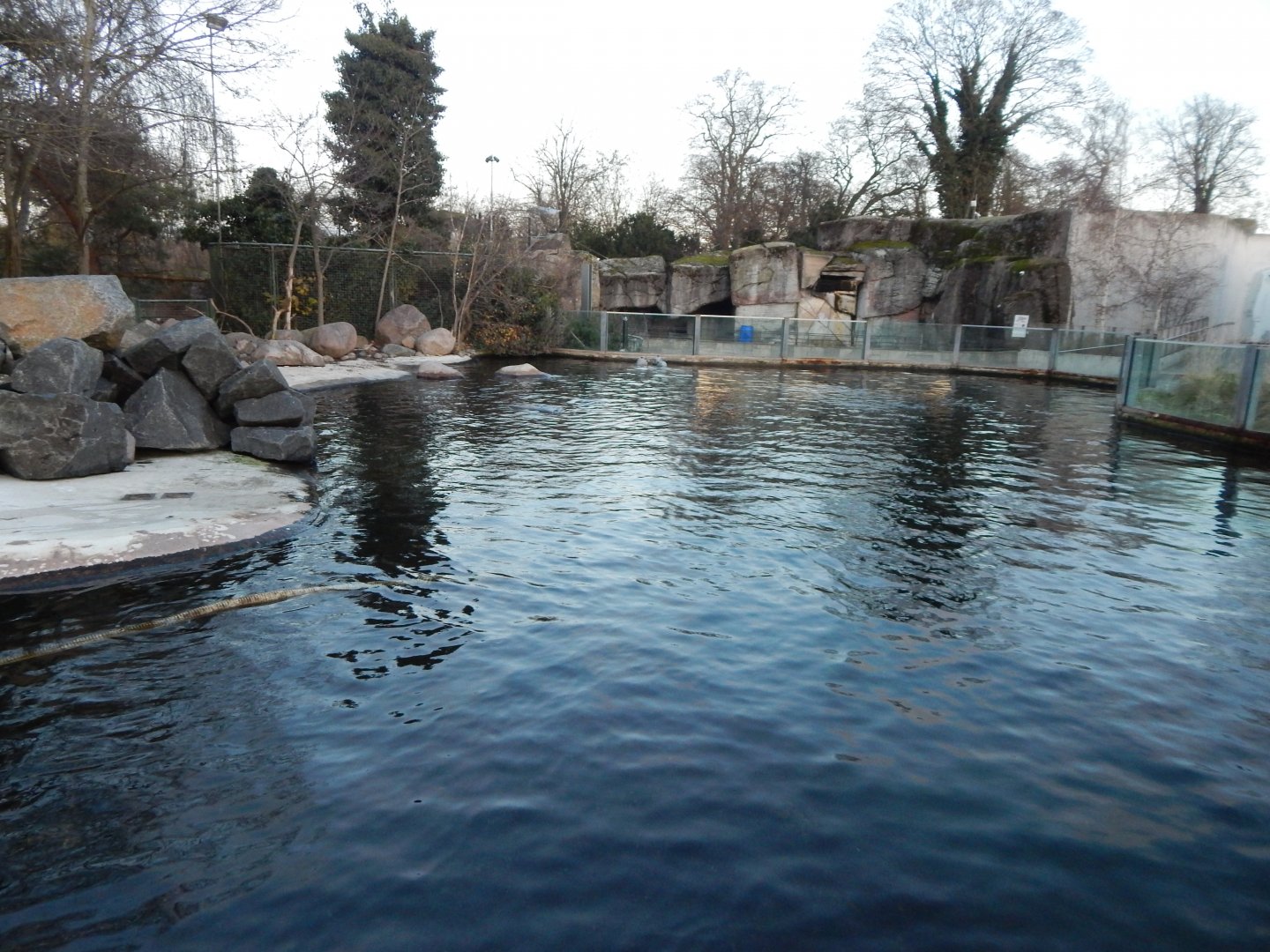East Atlantic harbour seal exhibit 261124
