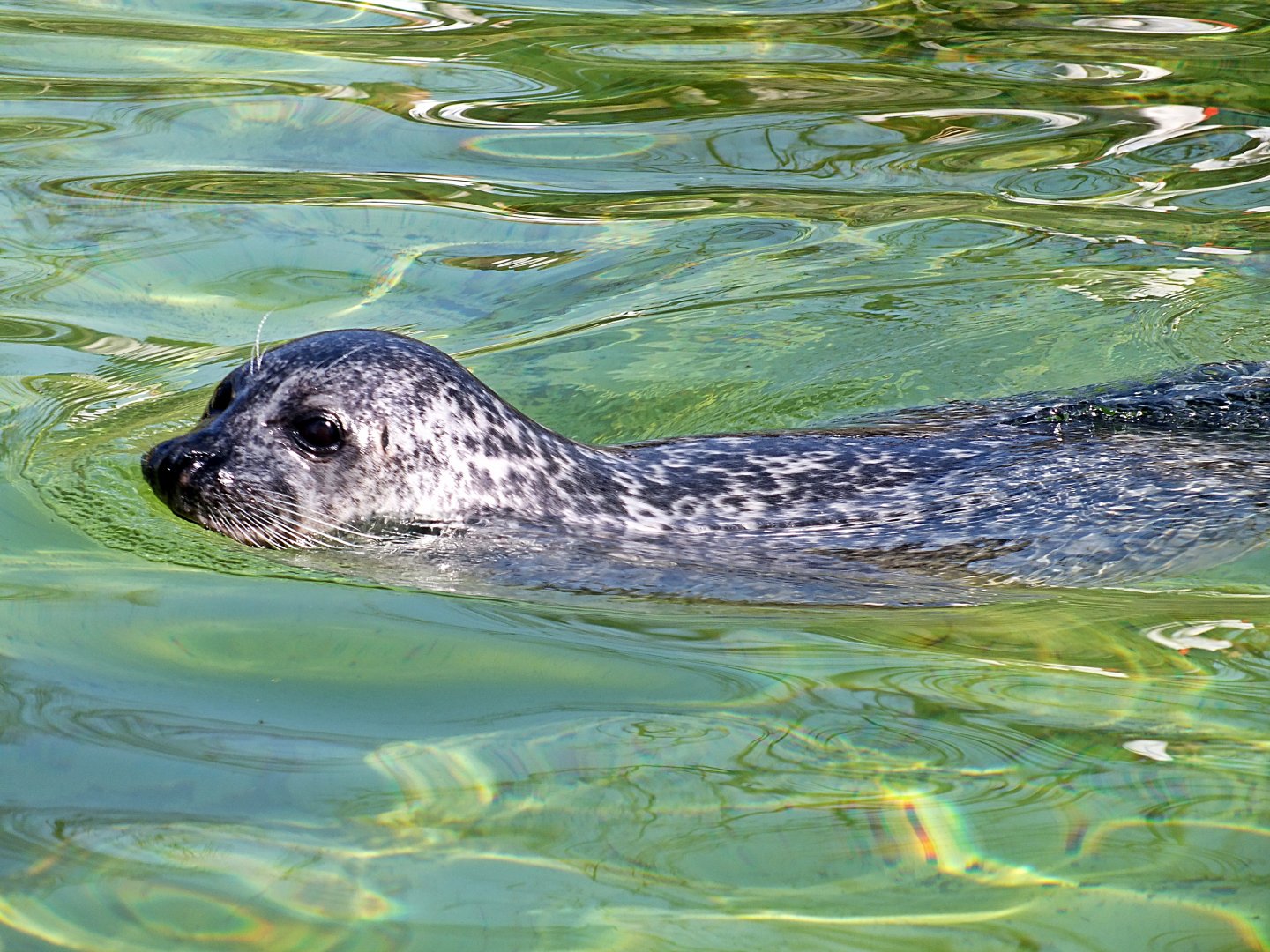East Atlantic harbour seal