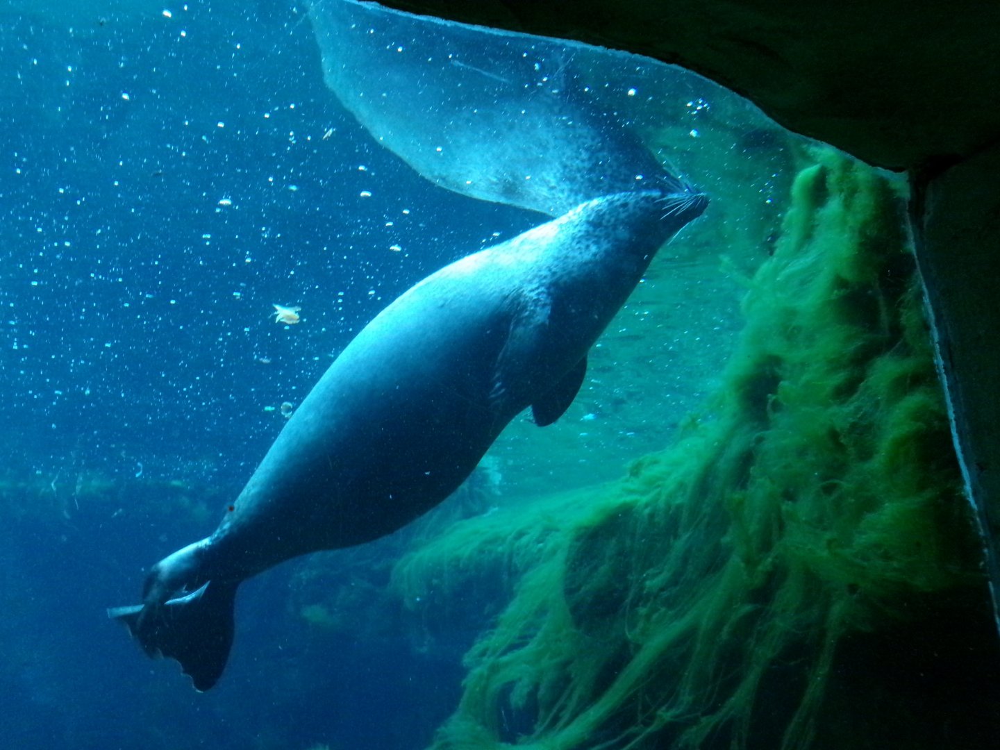 East Atlantic harbour seal