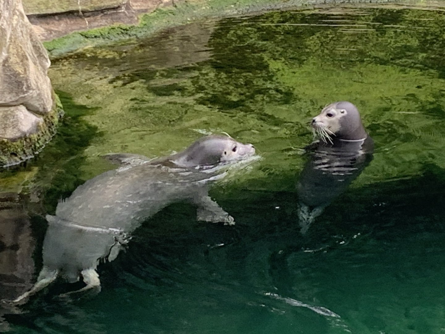 East Atlantic harbour seal