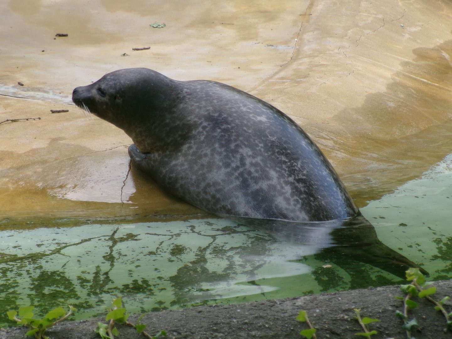 East Atlantic harbour seal