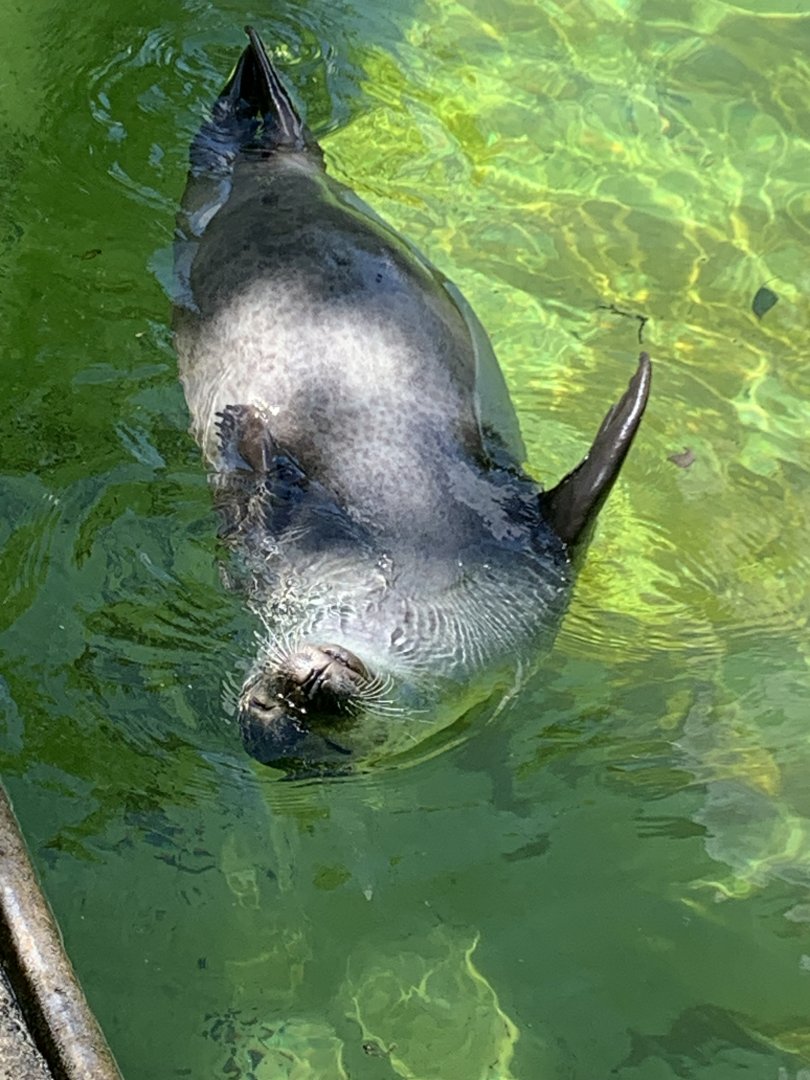 East Atlantic harbour seal