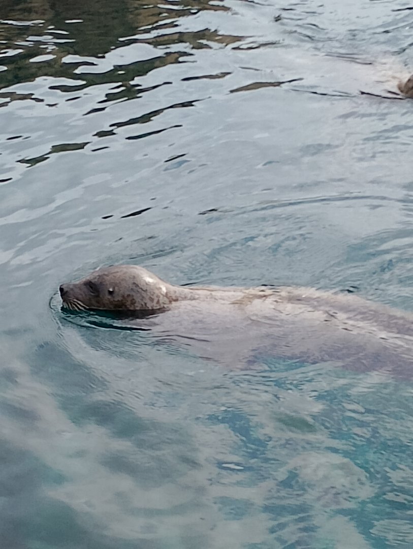East Atlantic harbour seal