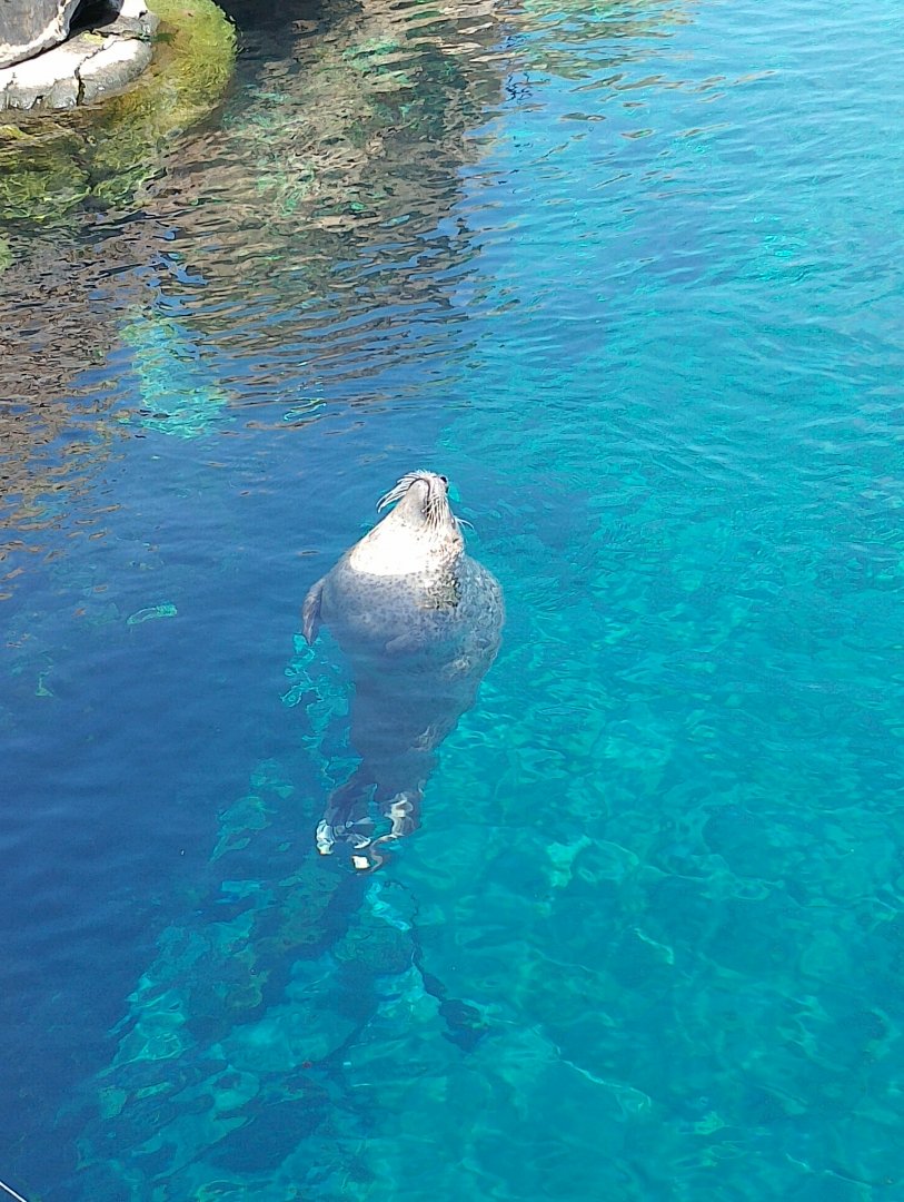 East Atlantic harbour seal