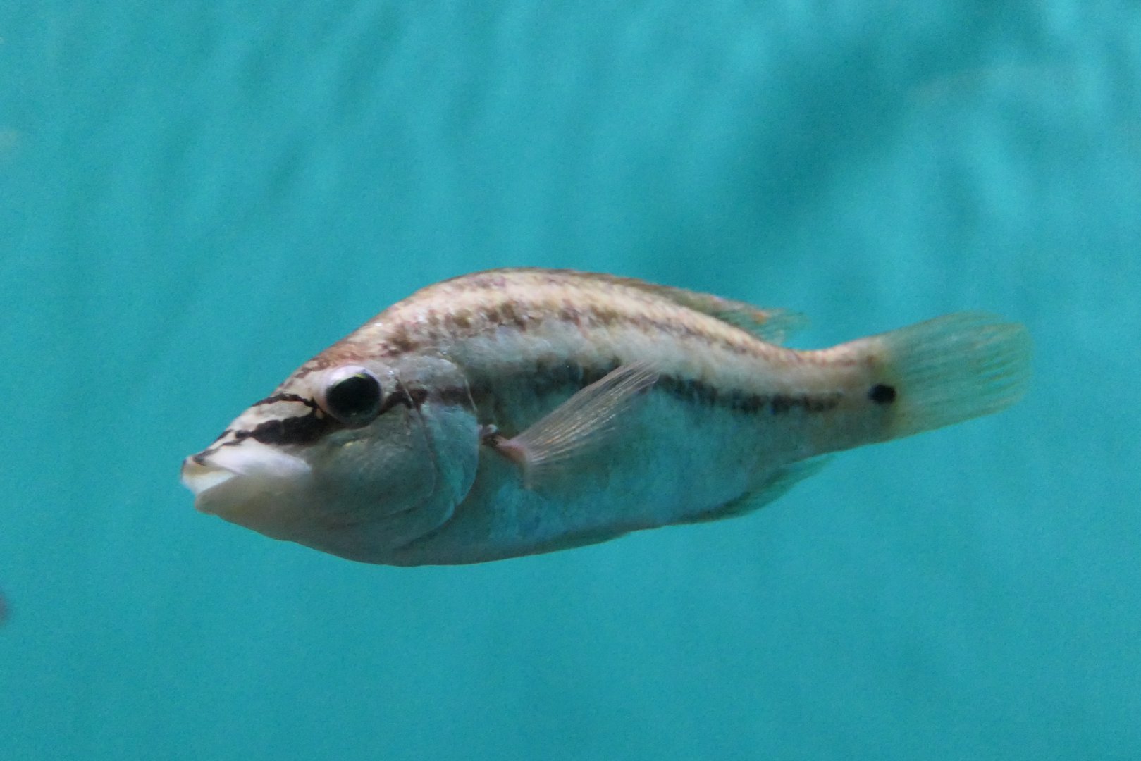 East Atlantic Peacock Wrasse (Symphodus tinca)