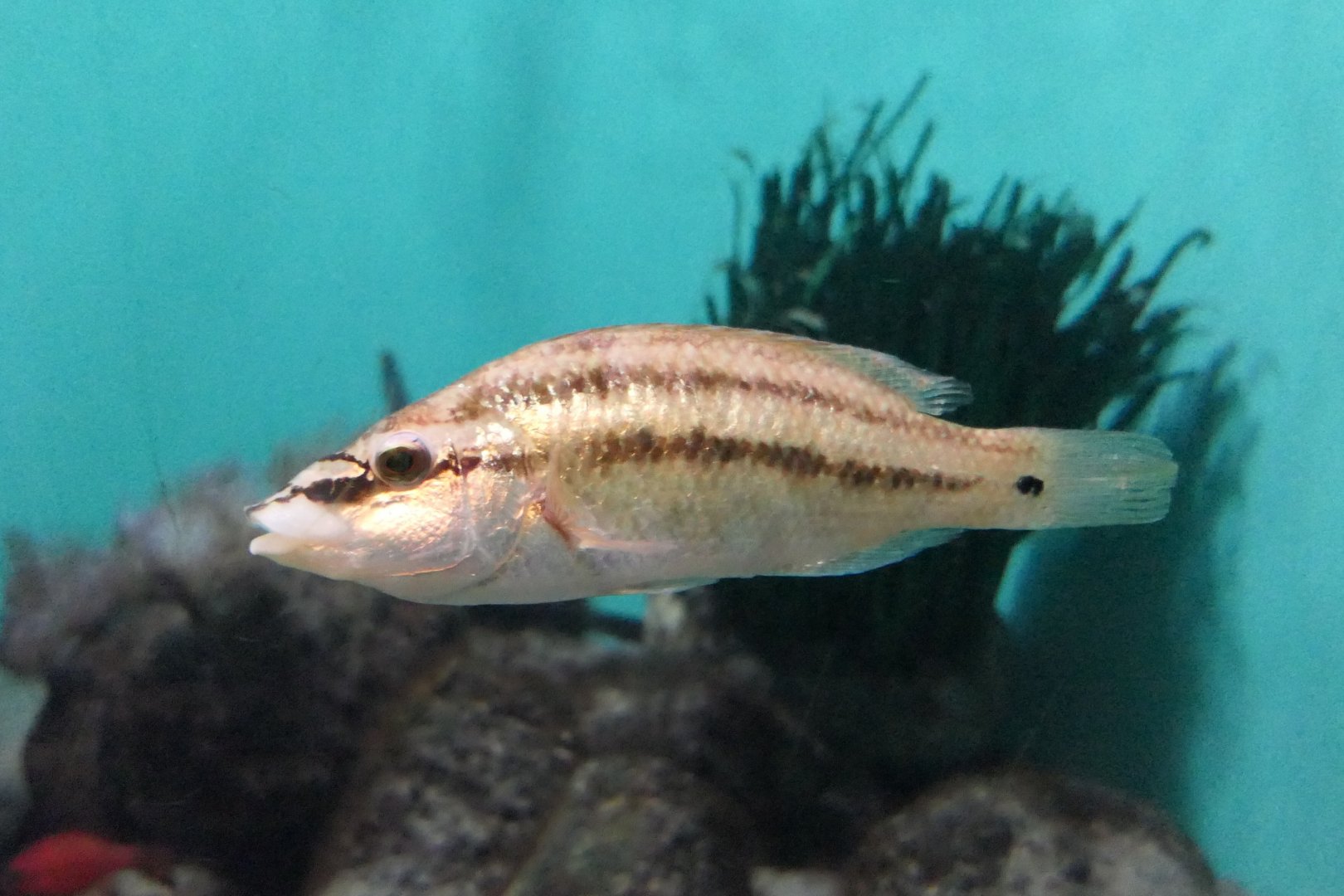 East Atlantic Peacock Wrasse (Symphodus tinca)
