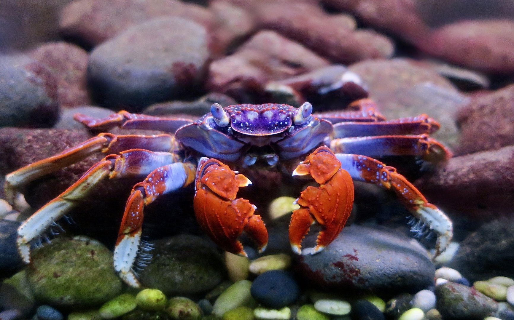 East Atlantic Sally Lightfoot Crab (Grapsus adscensionis)