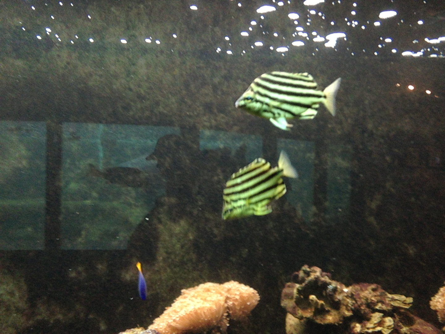 East-Australian Stripey - Neptune's Reefworld 2013