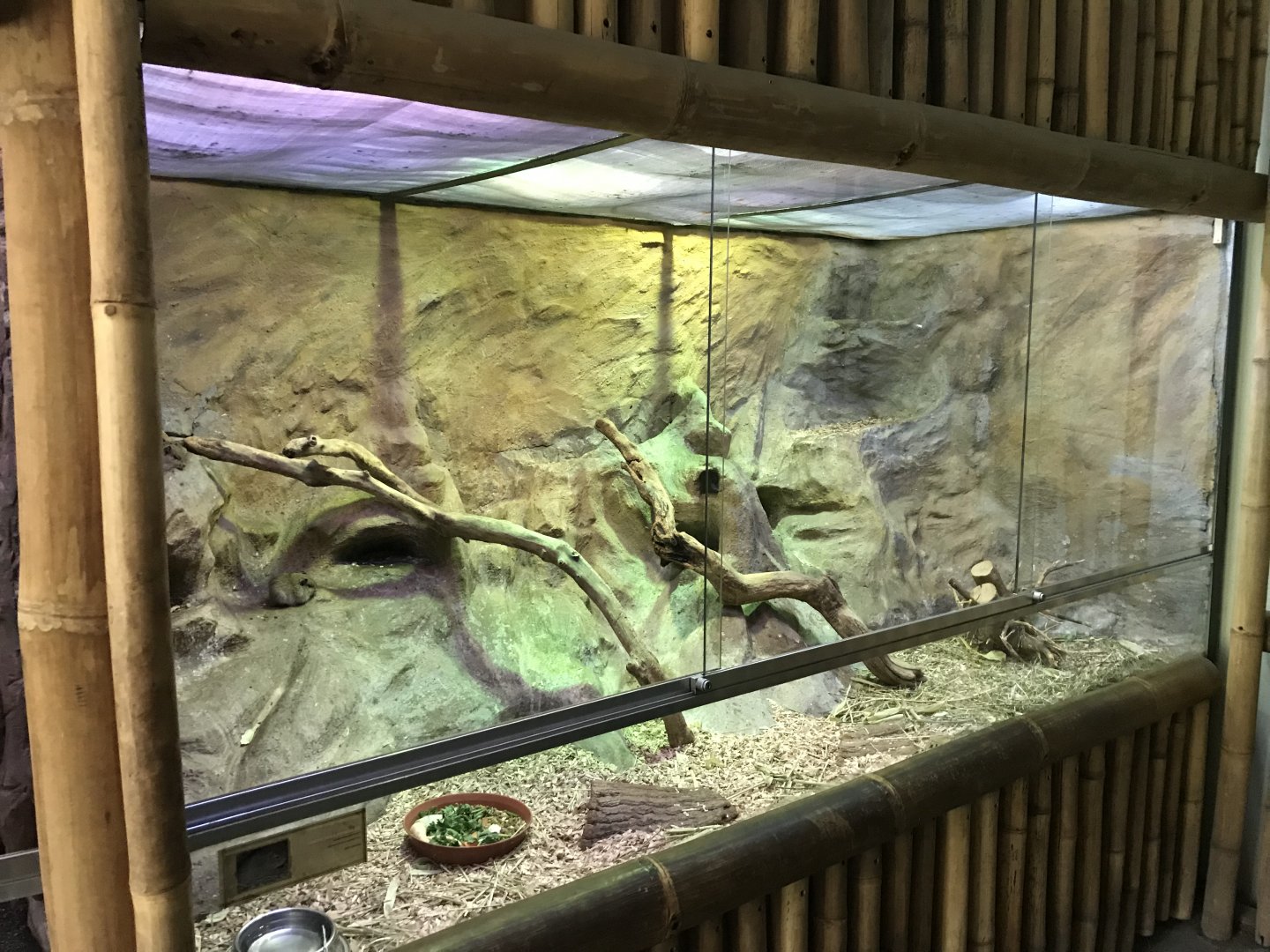 East Bolivian Highland Yellow-toothed cavy enclosure 171018