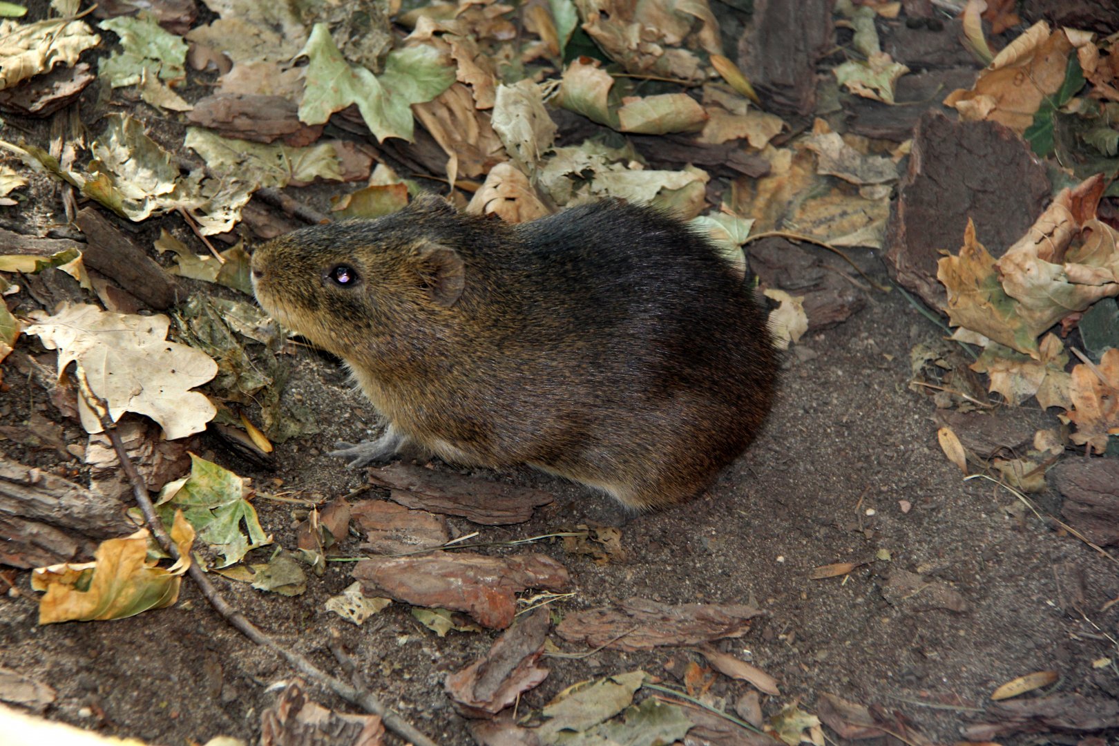 East Bolivian Highland yellow-toothed cavy (Galea musteloides boliviensis)