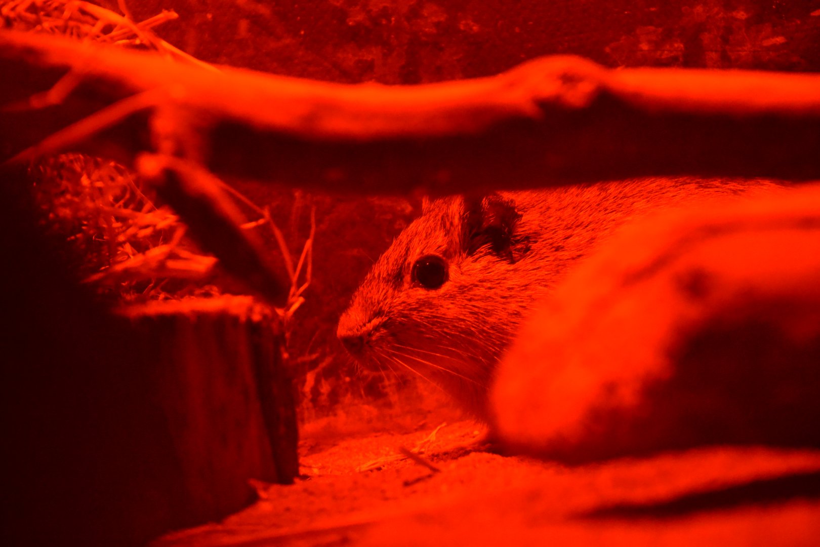 East Bolivian Highland yellow-toothed cavy