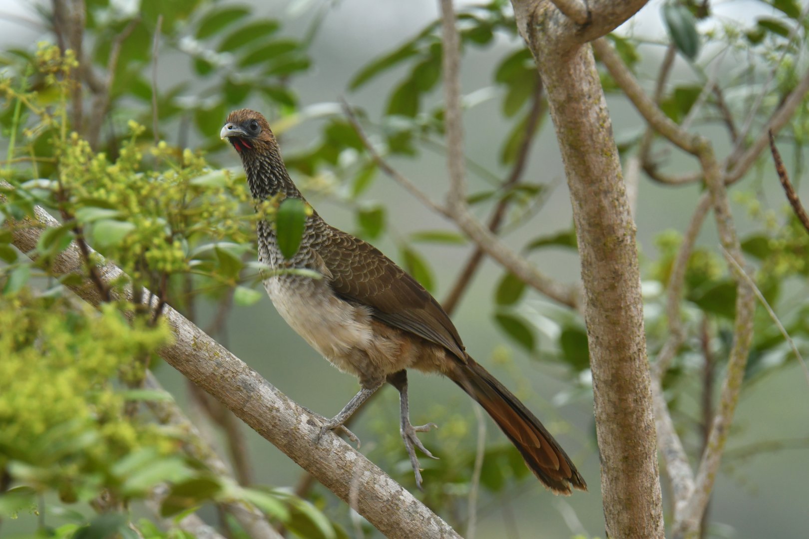 East-Brazilian Chachalaca (Ortalis araucuan)