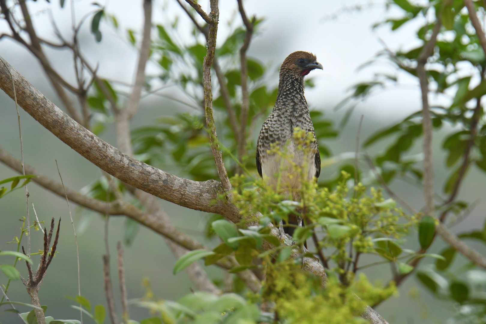 East-Brazilian Chachalaca (Ortalis araucuan)