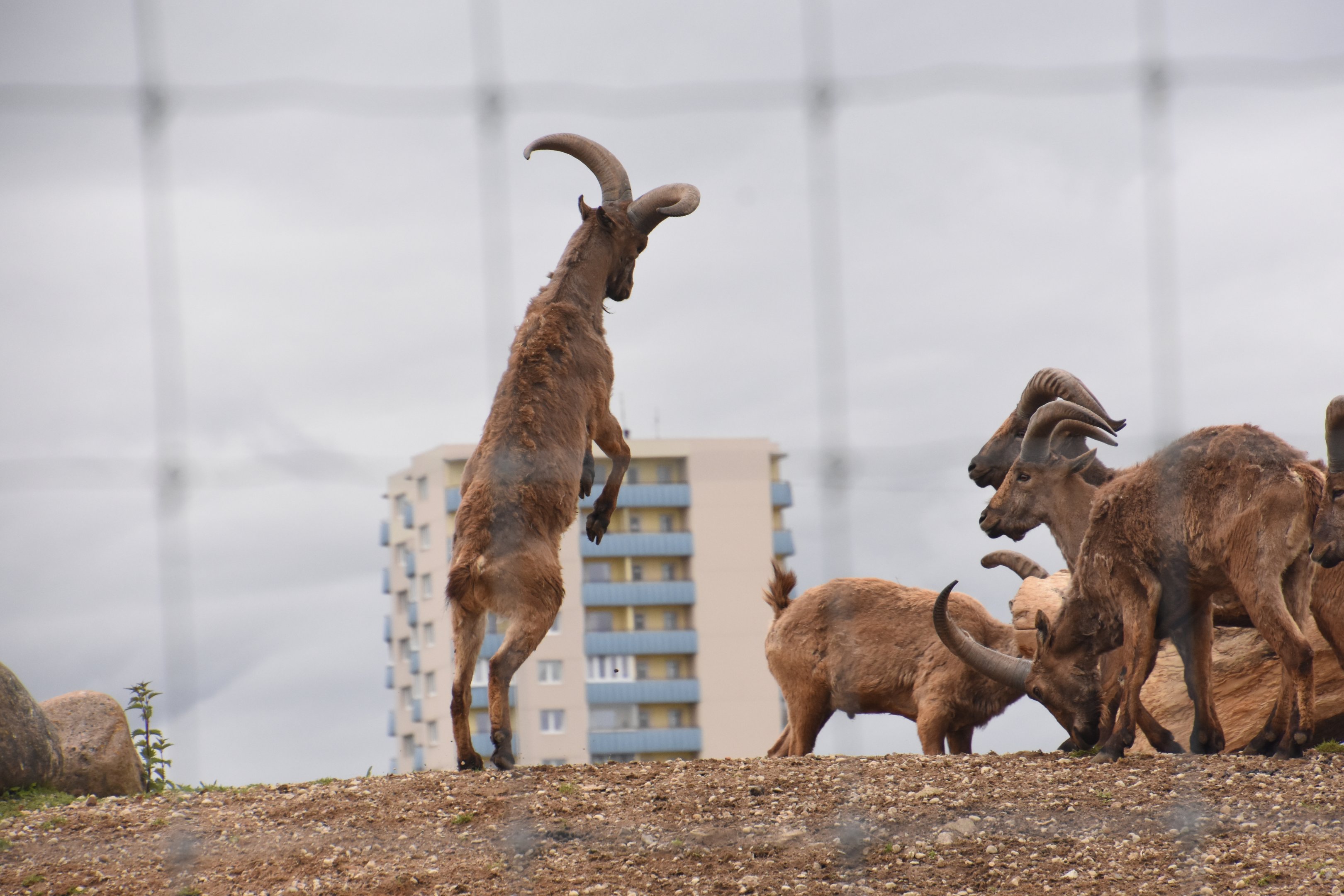 East caucasian ibex, bachelor group