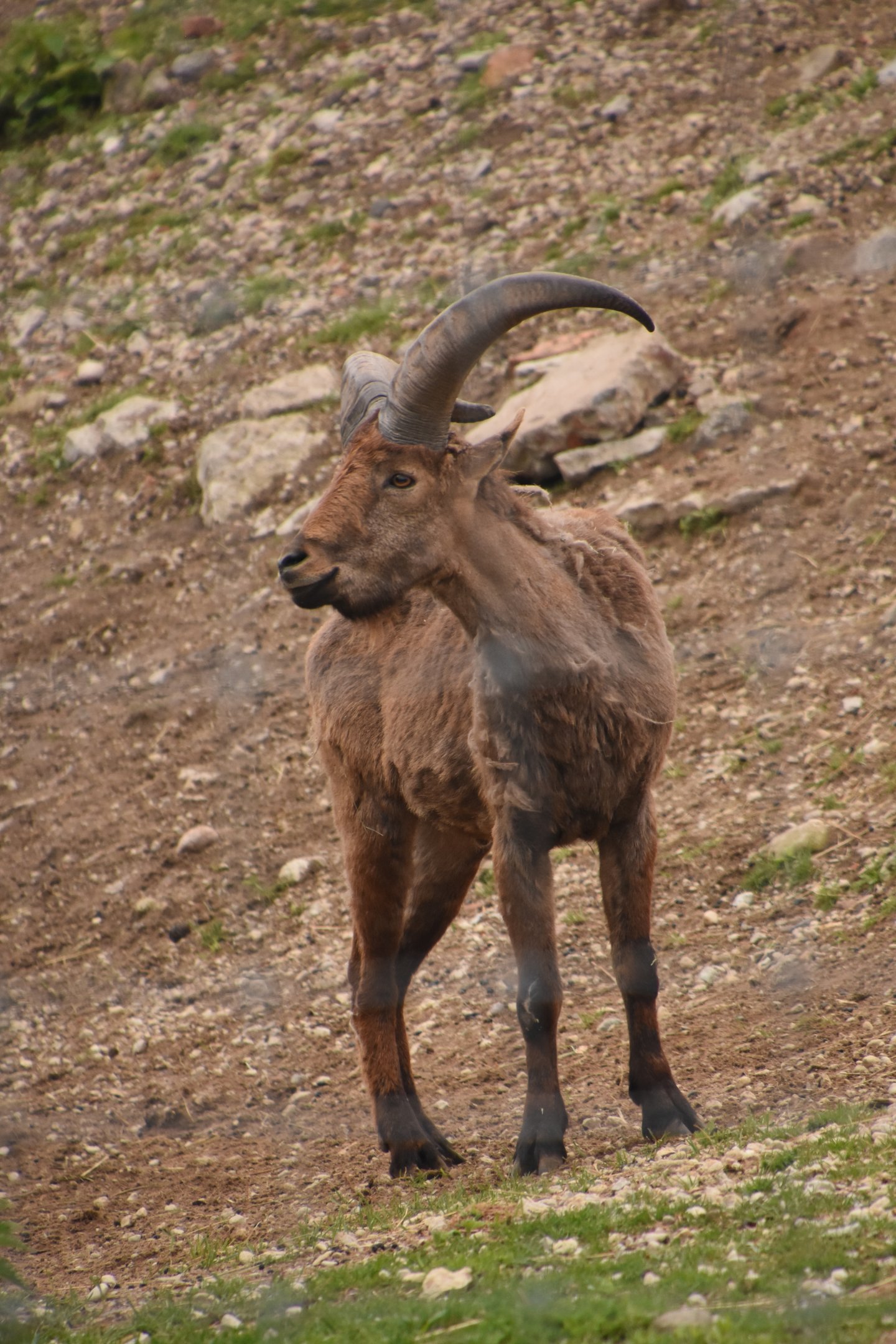 East caucasian ibex
