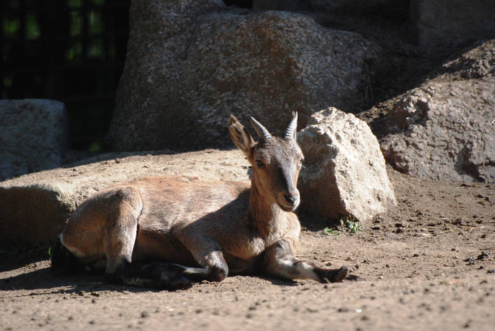 East Caucasian Tur at Liberec, 28/08/12