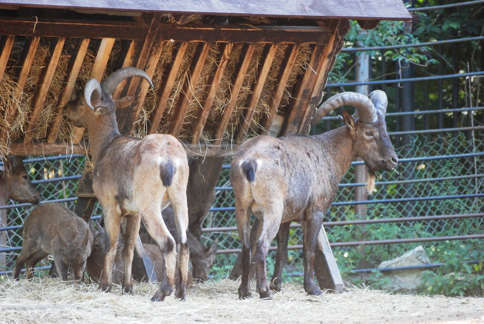 East Caucasian Tur at Liberec, 28/08/12