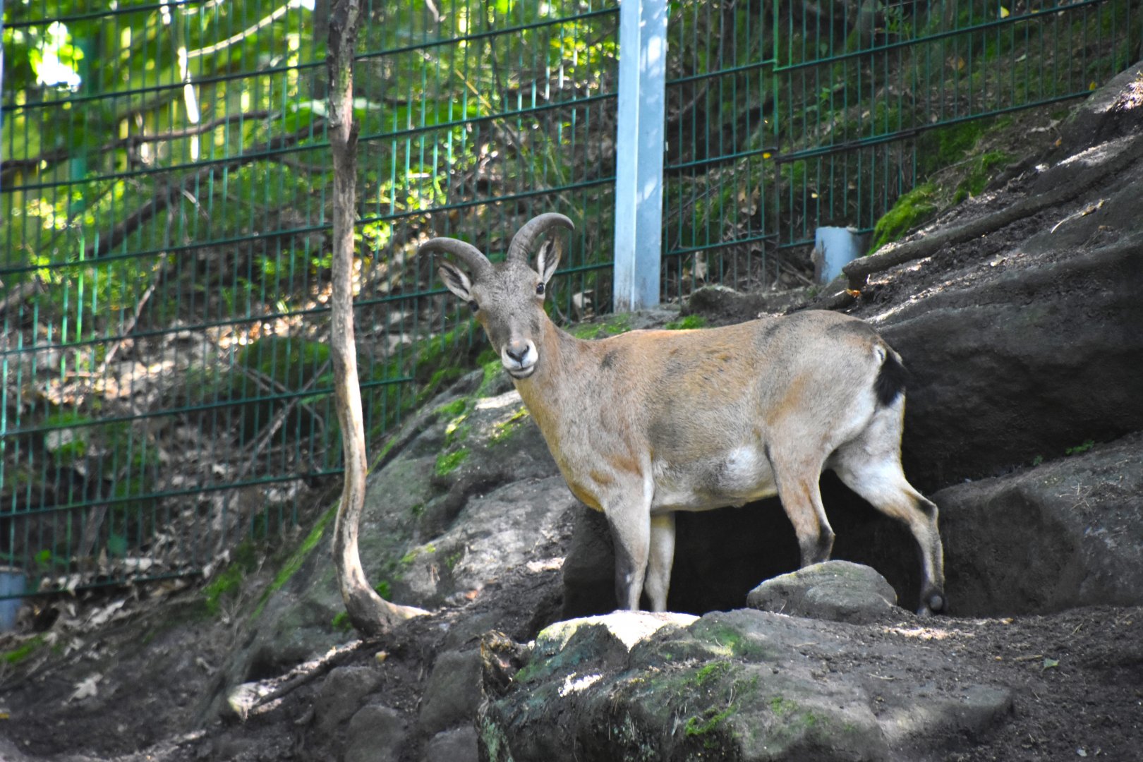East Caucasian tur, Capra cylindricornis
