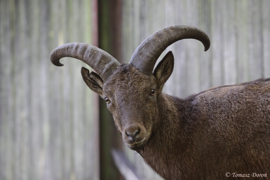 East Caucasian Tur / Daghestan Tur (Capra cylindricornis)