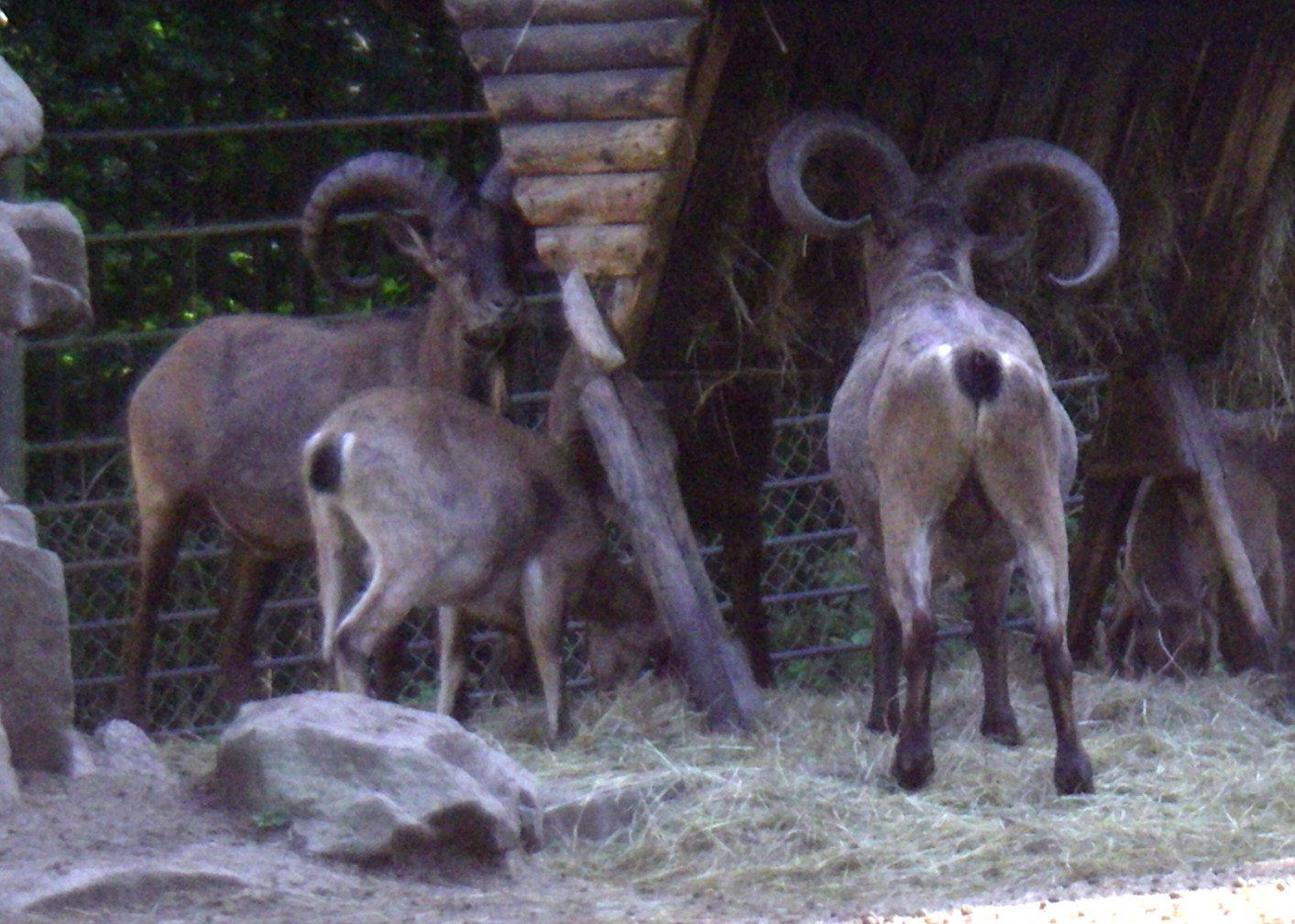 East Caucasian Turs (Capra cylindricornis)