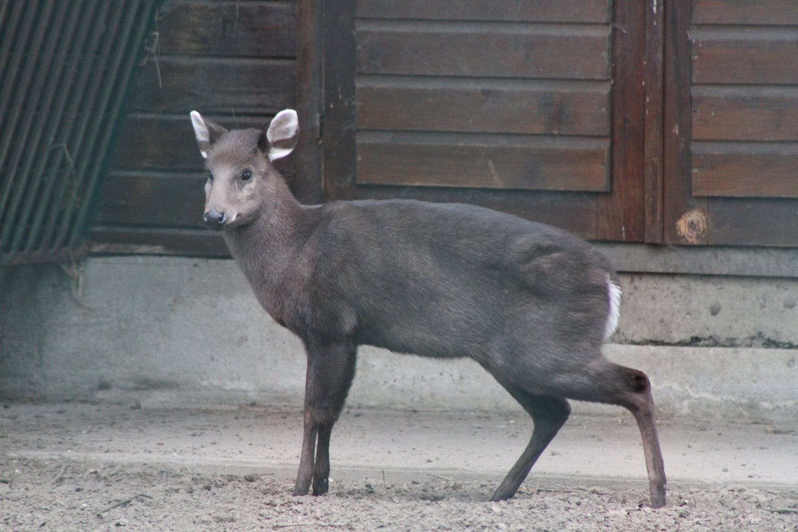 East Chinese Tufted Deer (Elaphodus cephalophus michianus)