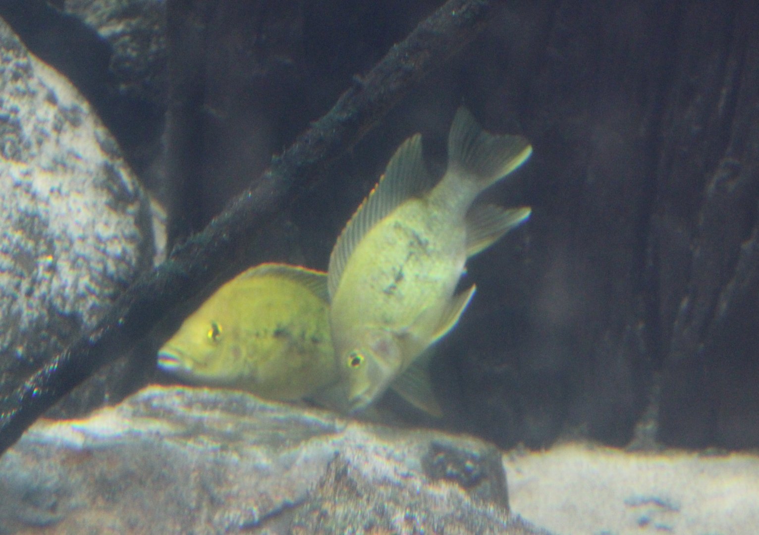 East coast cichlids - Ptychochromis grandidieri