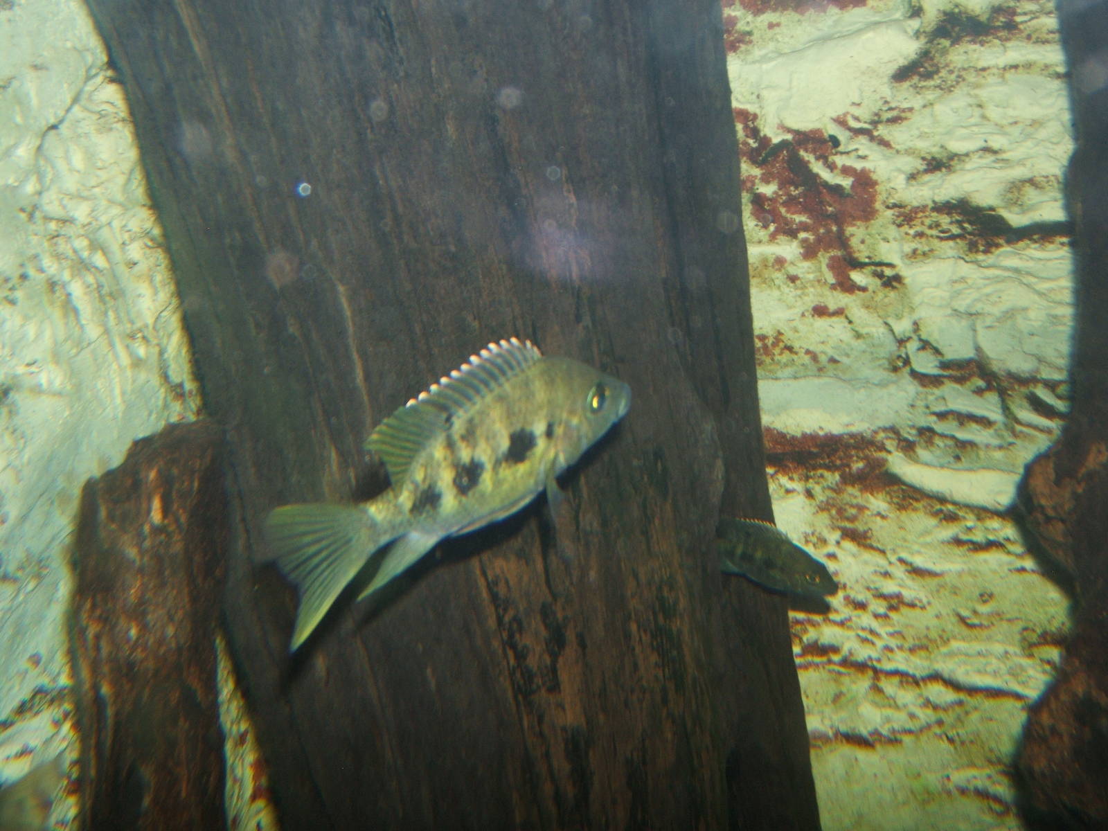 East Coast Grey Cichlid (Ptychochromis sp)