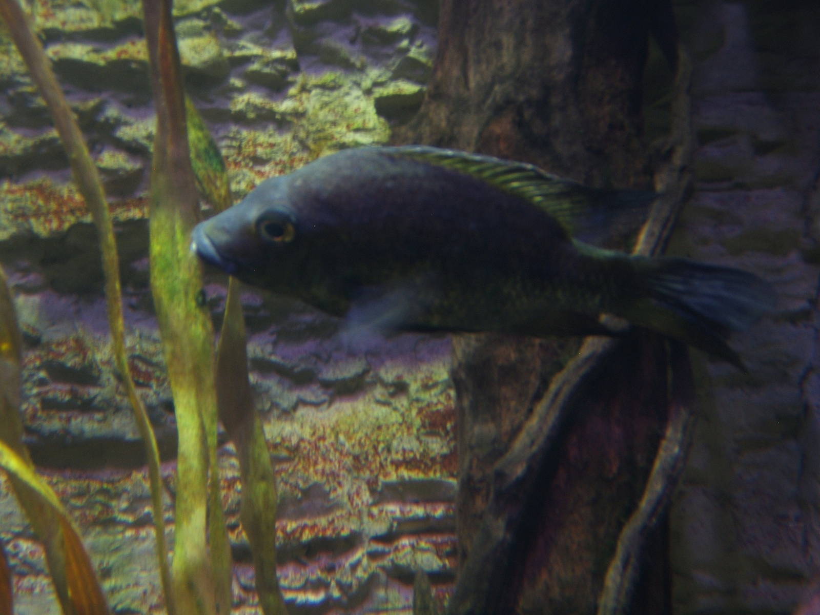 East Coast Grey Cichlid (Ptychochromis species)
