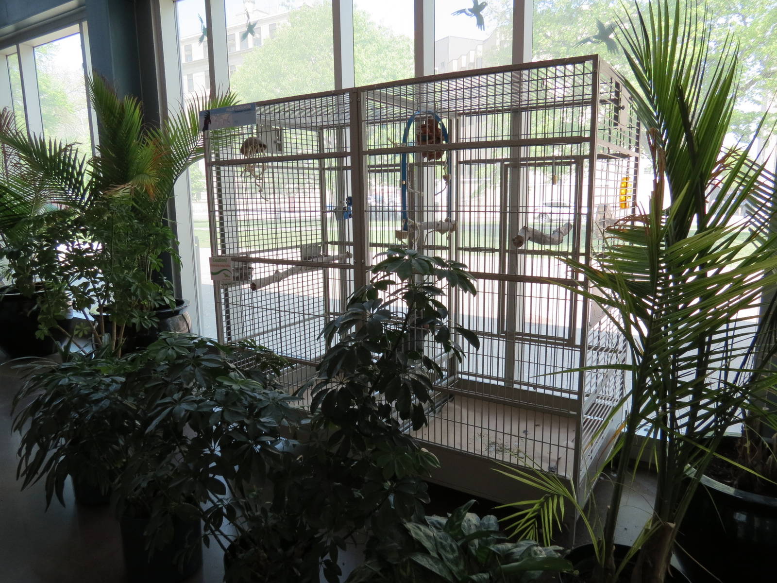 East Entrance Pavilion - Palm Cockatoo Exhibit