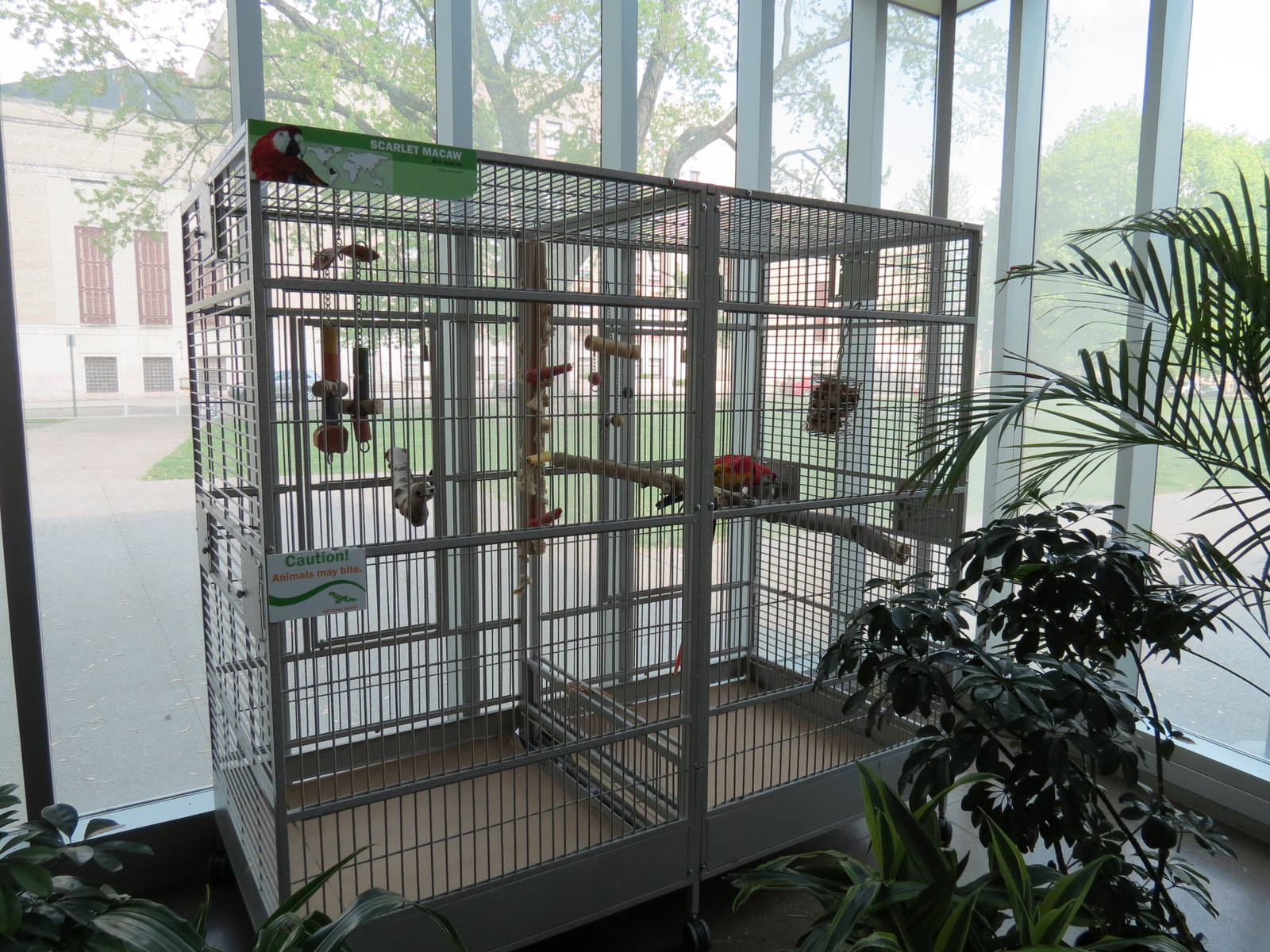 East Entrance Pavilion - Scarlet Macaw Exhibit