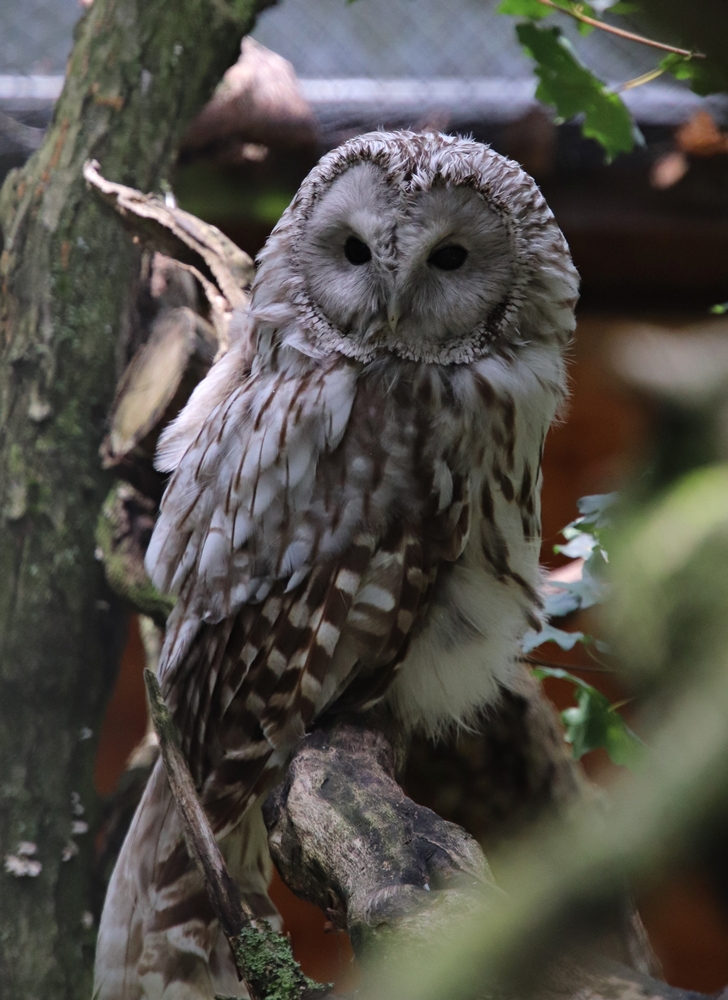 East European ural owl (Strix uralensis uralensis)