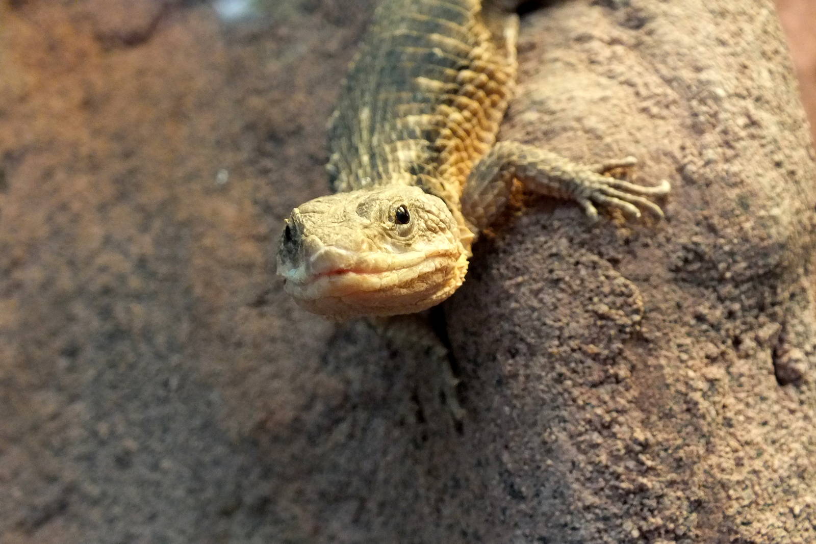 East frican Spiny-tailed Lizard