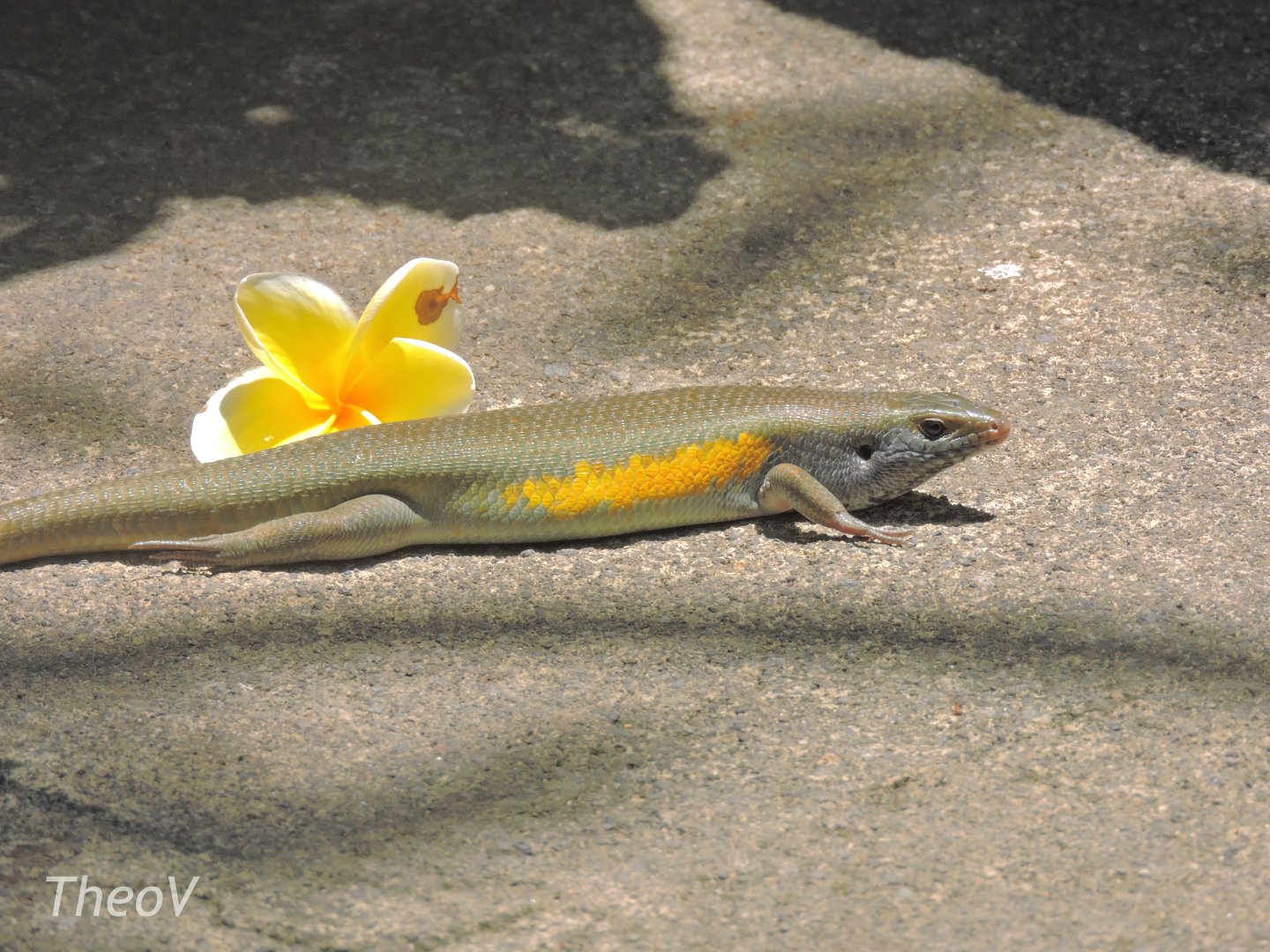 East Indian brown mabuya [2016]