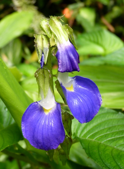 East Indian klugia (Rhynchoglossum notonianum)