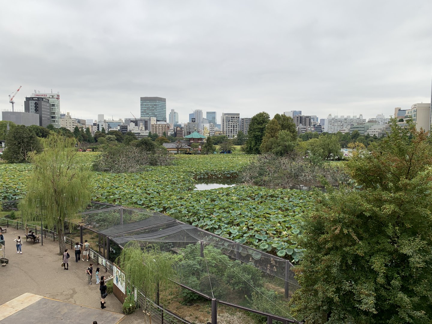 East Indian Lotus in Lake