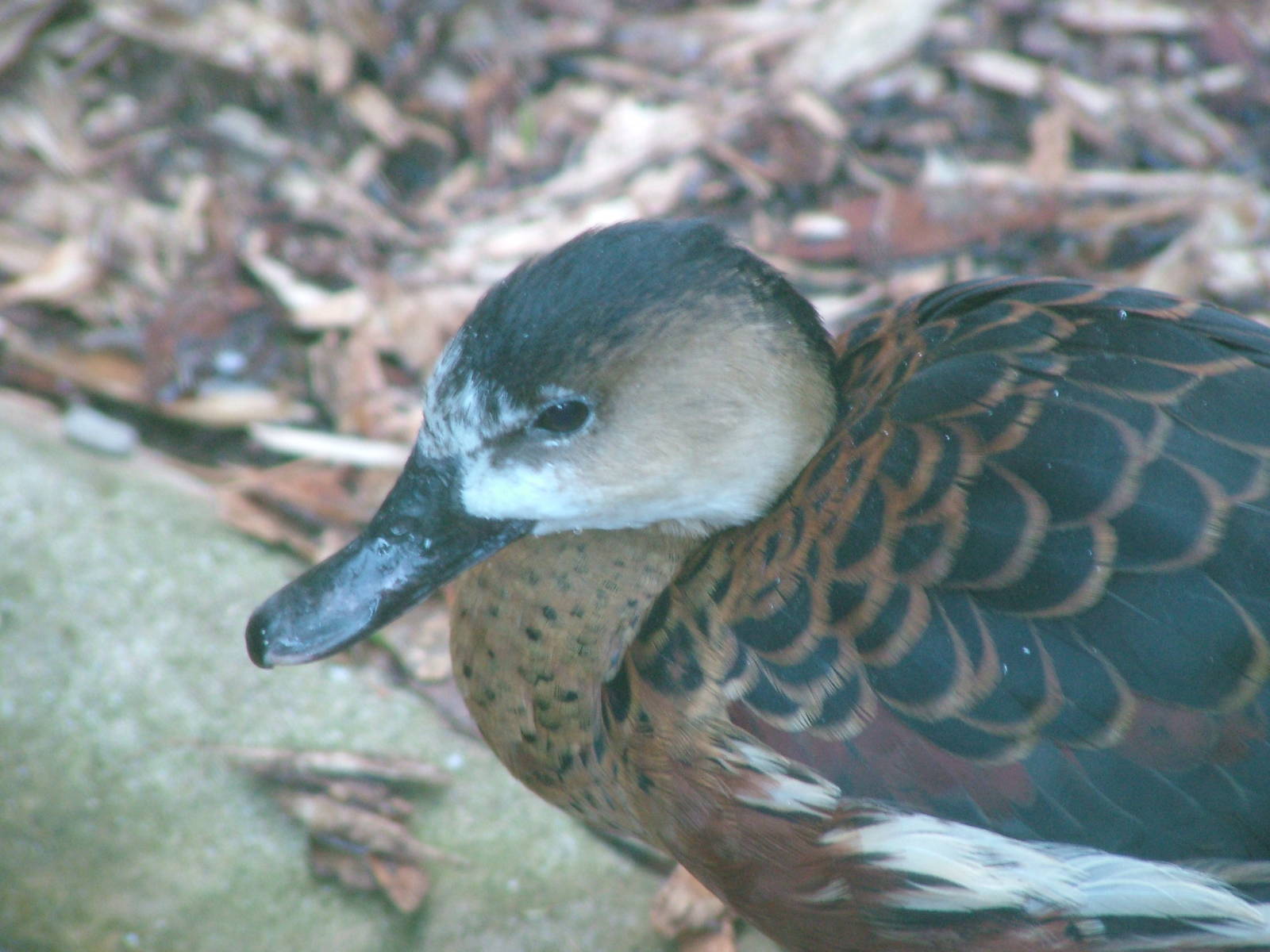 East Indian Wandering Whistling Duck at Bristol 19/12/09