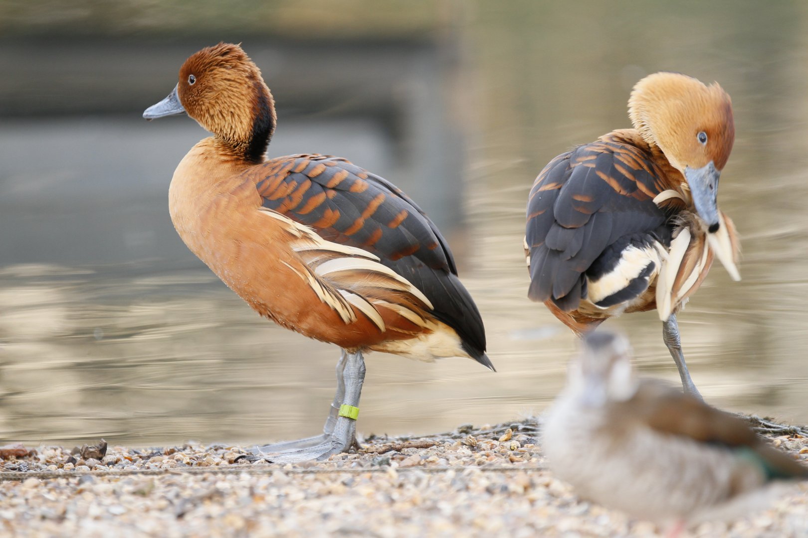 East Indian wandering whistling duck (Dendrocygna arcuata arcuata)